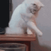 |搞笑动图:这是个什么怪东西,接我一掌!