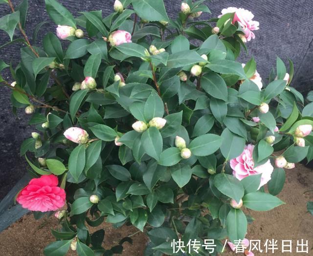茶花|秋季养花的首选目标，这4款榜上有名，全赖漂亮又好养的优势