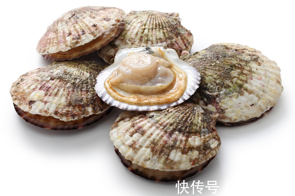 水煮|做扇贝别再用水煮了,海边人教你正确做法,肉质鲜嫩不回缩