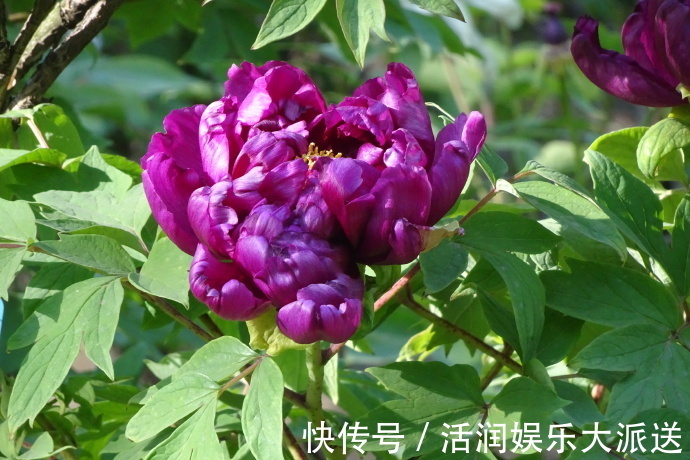 岛大臣|喜欢菊花，不如养盆“牡丹名品”岛大臣，花团锦簇，娇艳多姿！