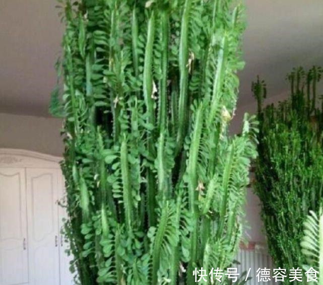 龙骨|最适合新手养的4种花，镇宅又旺财，家里更清新，养在客厅上档次