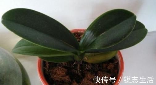花友们|养君子兰，用上这“2种肥”，比什么淘米水、黄豆水强“100倍”