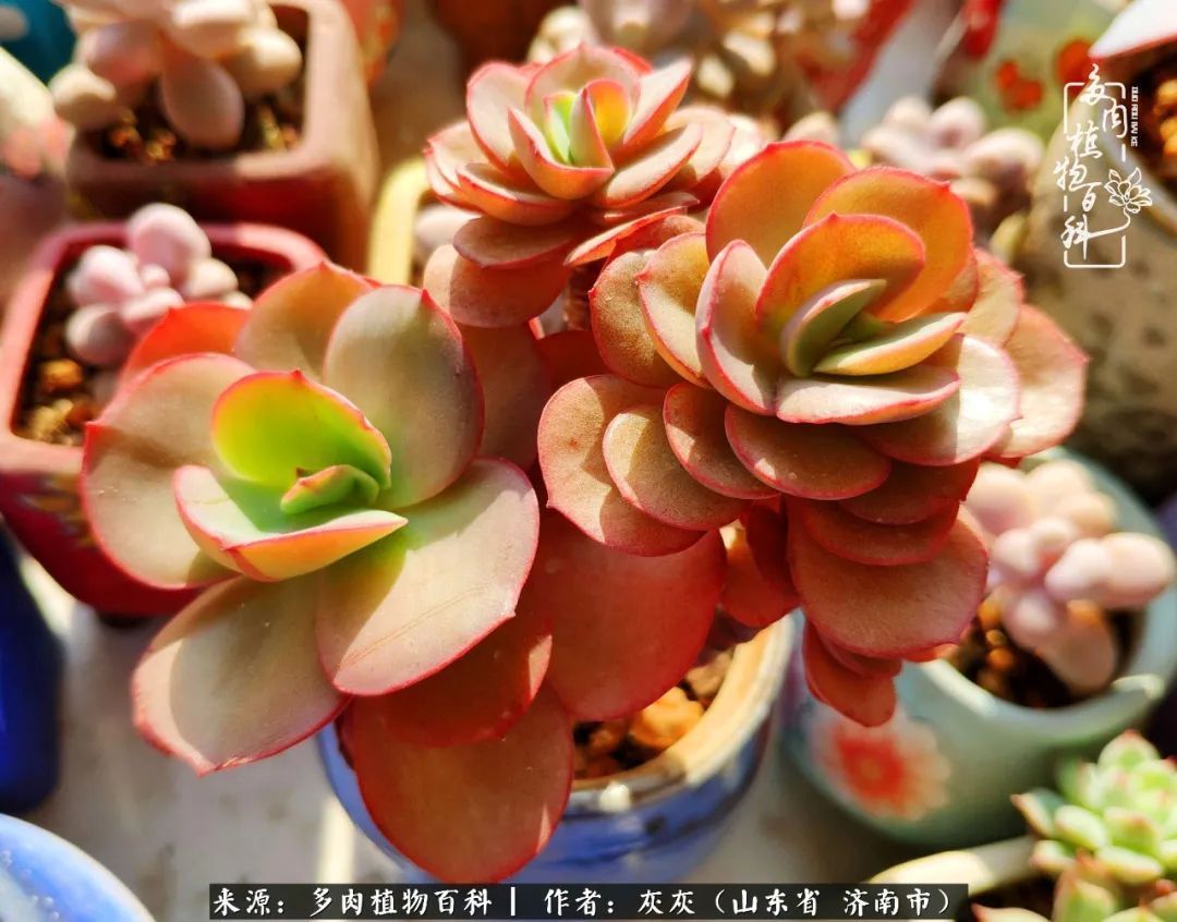 多肉植物|养多肉四年，铁打的盆盆流水的肉，无需多问，问就是喜欢！