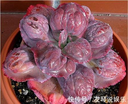 植株|这6种多肉其丑无比，没想到一盆价值上万！