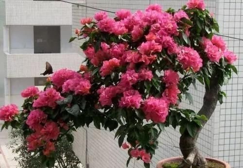 阳台再小，也要养4种花，一年开花230天，轻松开成小花园