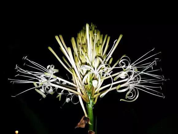 好事|4种花有灵性,平时难开花,一有好事就开花!