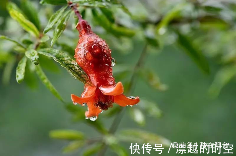 台友们|你家盆景石榴不开花、不结果别急，一把剪刀就能解决！