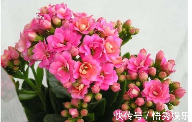 栽植|长寿花的养护小秘诀,以下养殖一开就是半年,五颜六色别样的美!