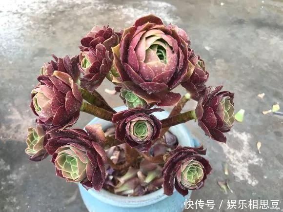 浇水|6种花,夏天一定要管住手,水一多就浇死,很多人不知道