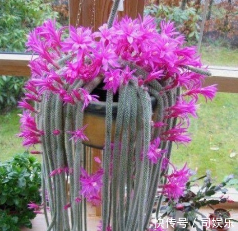 此花养家里,比蟹爪兰还漂亮,一年长2米,开成瀑布花,美翻了