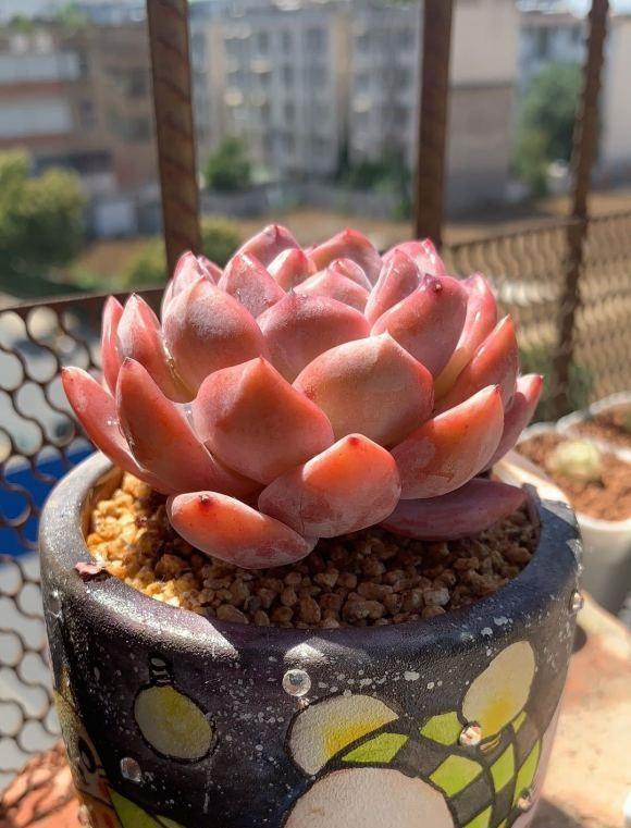 根系|多肉浇水浇多了，一碰就掉叶，小问题，控水1个月就恢复了