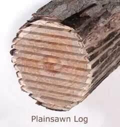 树木|树木切割是一门艺术