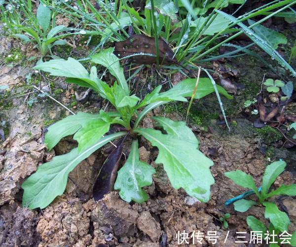 维生素b|只有真正的农村人才认识的野菜，最后一个很多人不认识，你清楚吗