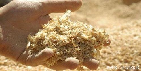 花盆|王大姐养花,在工地捡来3种东西,埋花盆里透气、不烂根