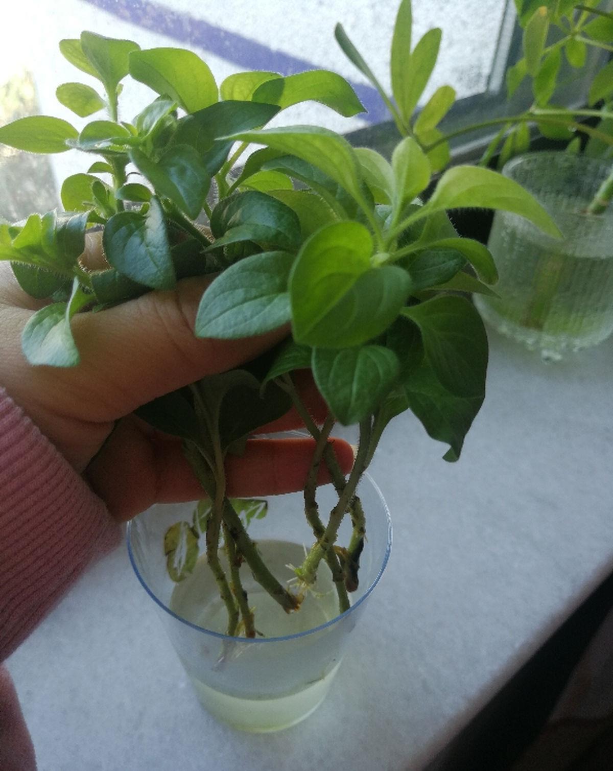 球菊球菊|花朵中的“爆花机器”,初秋正是生长旺季,越“掐”花越多