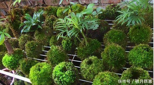 苔藓|路边常见的“它”，挖一块铺花盆里，不花一分钱，15天后收获惊喜