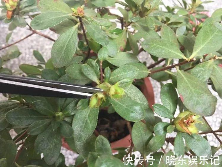 超实用的催花小技巧,效果太好,家里的花想开几次开几次!