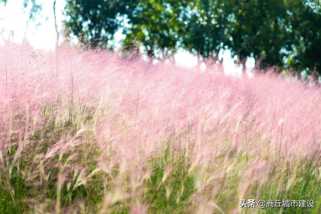 粉红色的回忆|太浪漫：商丘小伙，赶紧带你相中的那个她来打卡