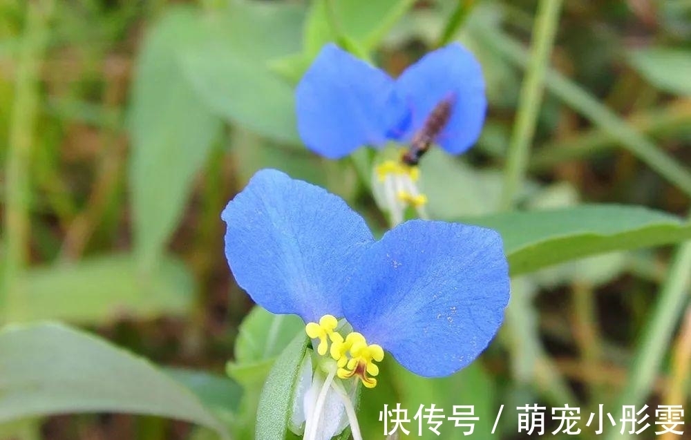 水稻田|稻田里的“竹子”,曾是民间极品野菜,请不要错过了,炖肉很美味