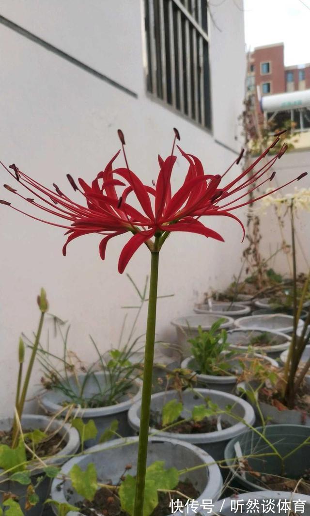 有毒花|8种常见“有毒花”，小心误买回家，家里有小孩要谨慎，安全第一