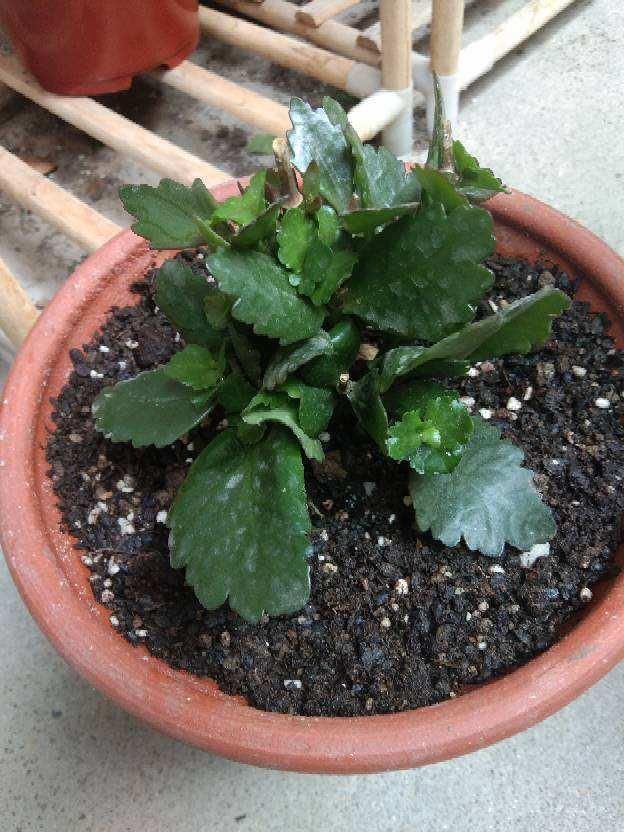 叶片|长寿花,蟹爪兰夏天要“静养”,扔在一边少管它,反而易度夏