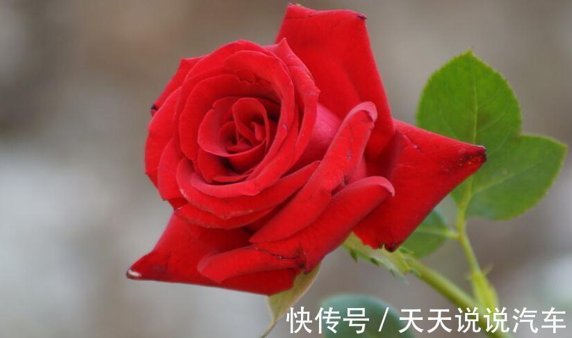 养护|三种花,开花好看还好养,养一盆家里天天有花看