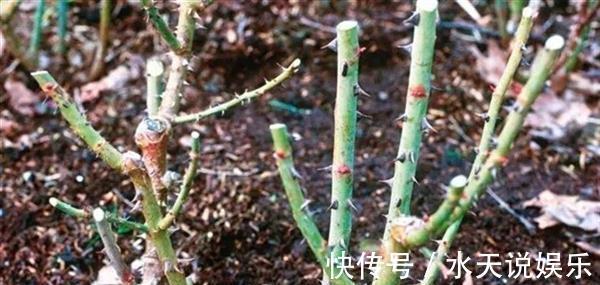 月季节|适合新手的月季修剪方法，6张图就明白原理，开花爆盆就这么简单