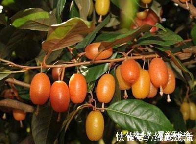 咳嗽|山上一种植物，它的叶子是个宝，能治咳嗽、支气管炎、咽喉炎