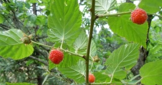 山里“4种”野果子,以前砍柴时吃到吐,如今满山找不到1棵,可惜