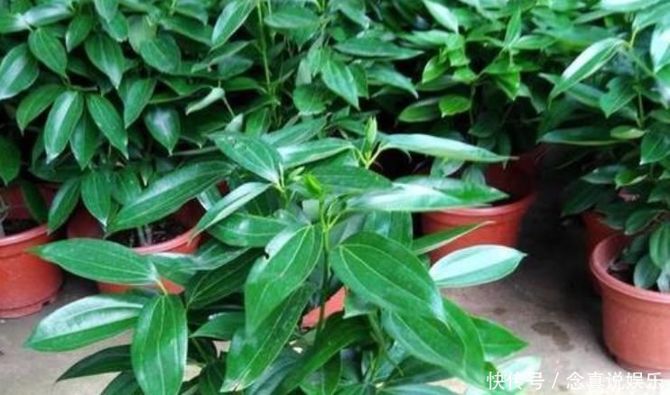 客厅养花“条条是框,处处是坑”2种镇宅树,客厅再小也要养