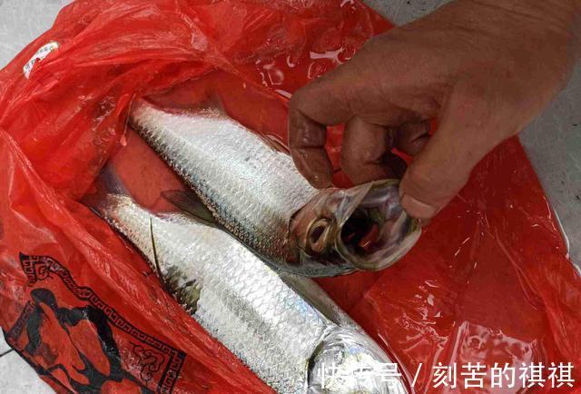 佛山钓友西江钓起“怪鱼”,外形酷似鲥鱼,钓鱼人赶紧收竿回家