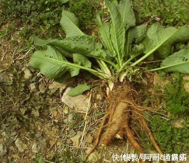 野草|农村一种野草，人称“金不换”，脚崴了捣碎敷上很快就好