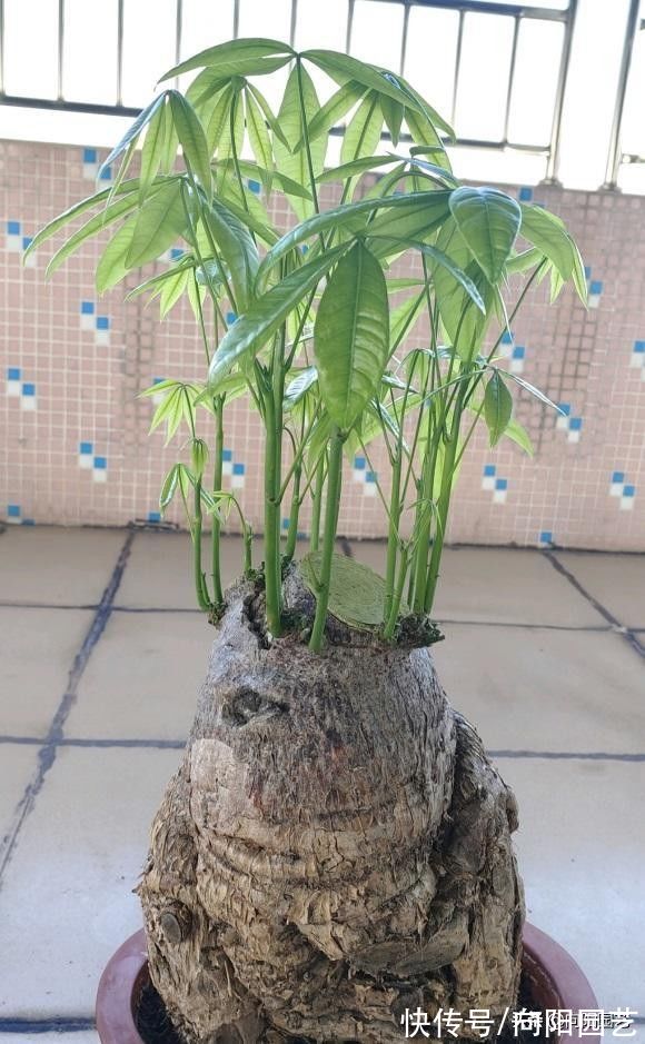 幸福树|发财树养不好,叶子发黄,问题在于发财树本身,揭秘发财树