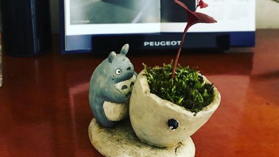 山野草，也高雅！