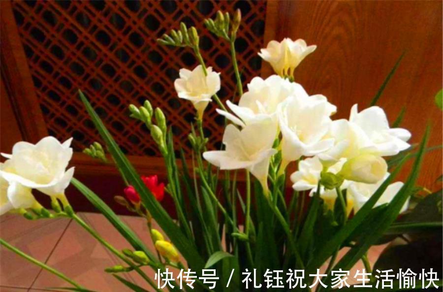 韭菜|兰花中的“香水之王”,比韭菜长得快,优雅清新,香气迷人