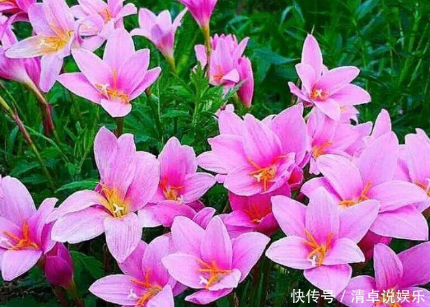 养似|喜欢养花,就养似兰花不是兰,扔土里就活的花卉,年年花不断