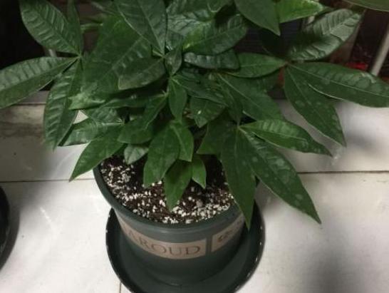 盆栽观赏性绿植发财树,该注意哪些4个要诀让它四季发新枝叶