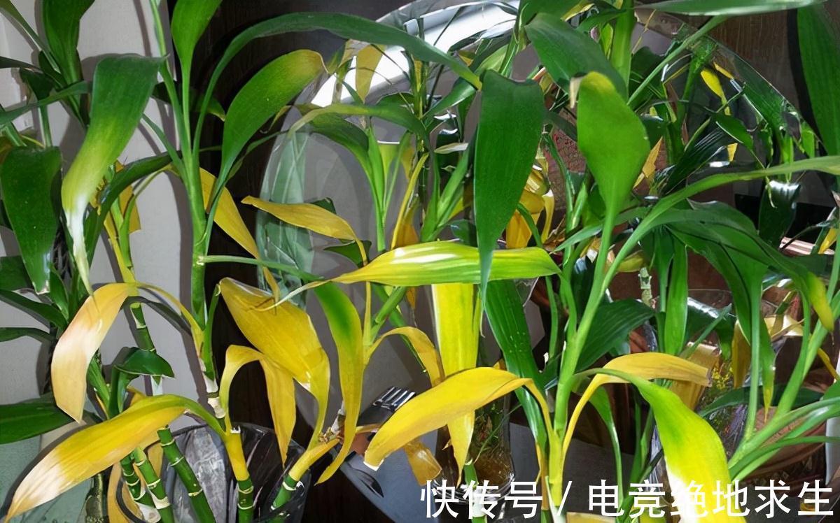 富贵竹爱喝这3种饮料,每隔7天喂1次,叶片翠绿,新芽冒不停