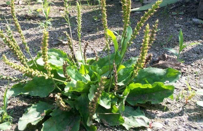 小便|车前子,百姓的治病良药!7大顶级妙用,极少人知道!全家都受益