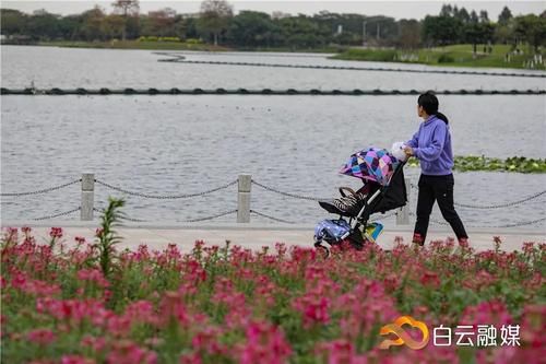 确定不来？有火车经过的公园，宫粉紫荆花开成片，浪漫满屏！