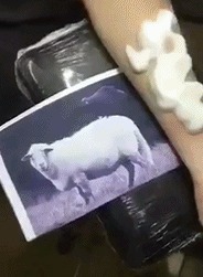 |搞笑GIF:二哈:看什么看,没见过少女心的狗子吗