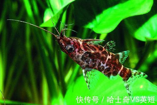 水族|对新人极其友好，十大养不死的观赏鱼