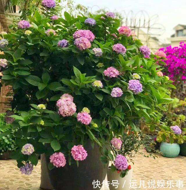 根茎部|5种漂亮花,喜欢“穷养”,挤在破盆里,能养30年