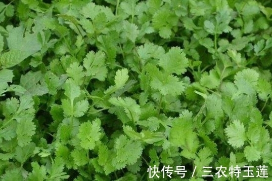 配料|味道奇特的“它”,还是备受重视的配料,价格比普通青菜更高