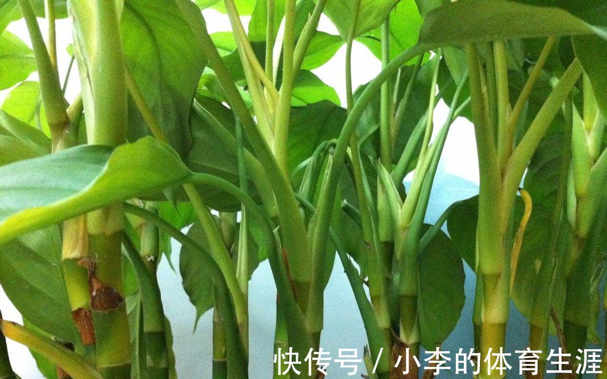 8种“小毒花”,叶子毒性大,家里若养着,光看别动它