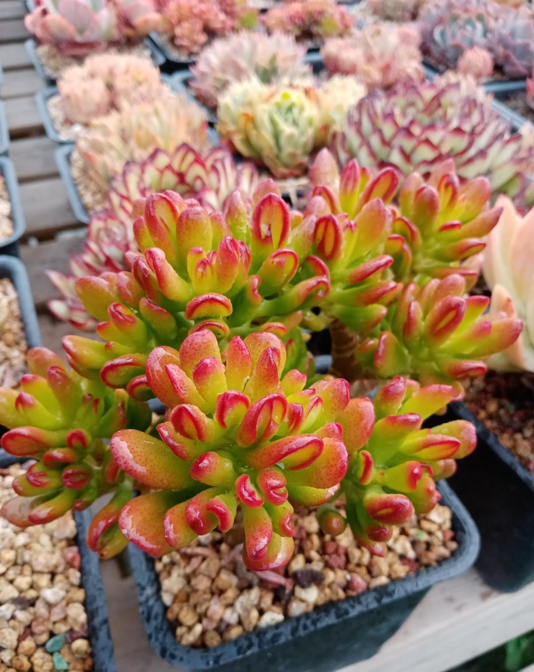 多肉植物|3种“不起眼”的多肉,原本无人问津,后期成网红抢手货,抢着要