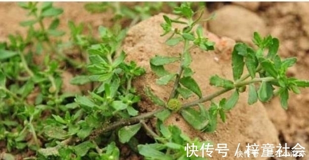 野草|稻田边一草,味道熏人,鹅都不吃,却是头痛的良药,人称鹅不食