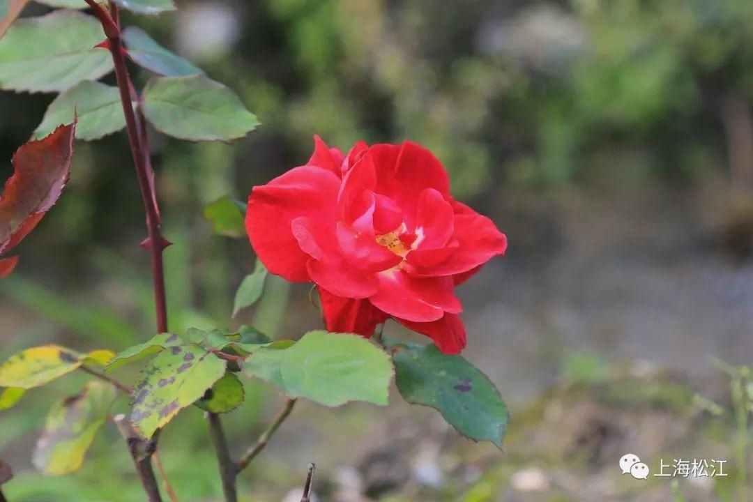 【探索】松江月季小镇一期内上万平米花朵即将盛放！二期预计年中开放