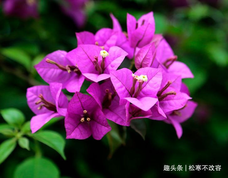 种花人|家里养这几款植物,一开就是大半年,沾土就活,新手也能养的好!