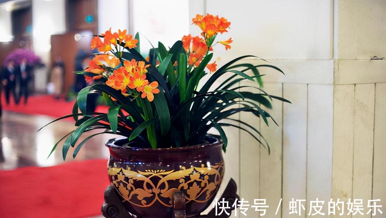 牡丹花|元旦前,“七种花”赶紧搬到阳台上冻一冻,生长茂盛,花苞呼呼冒